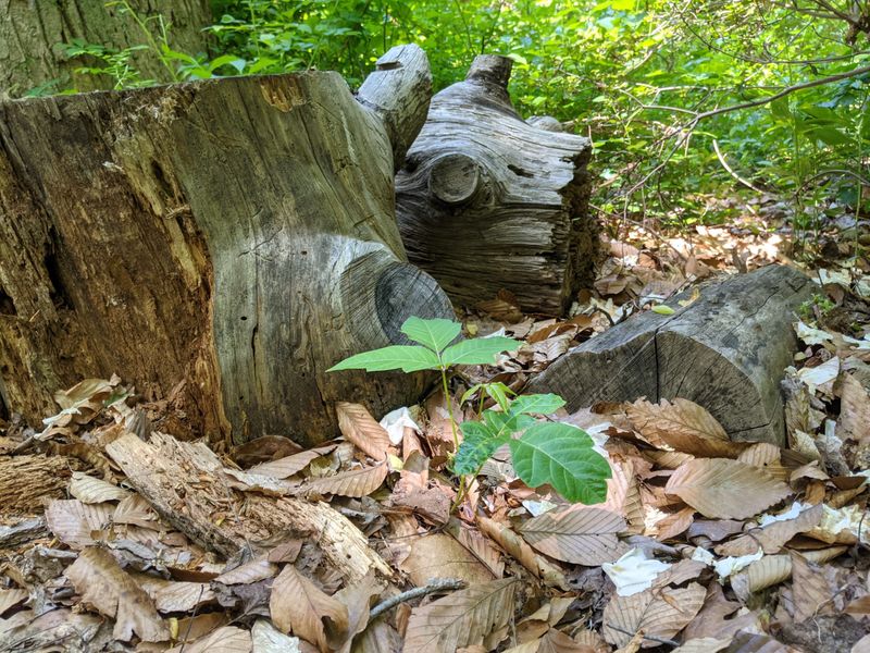 Natural Decay and Patience