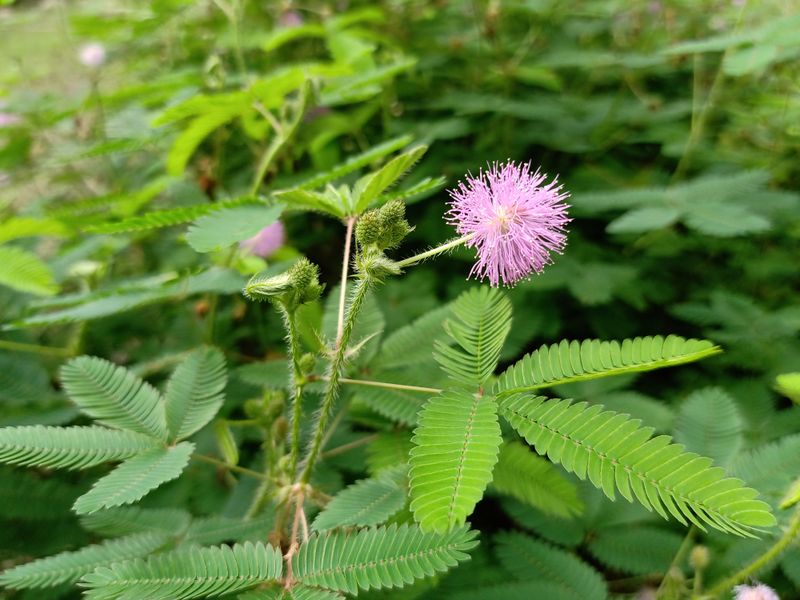 The Sensitive Plant (Mimosa pudica)