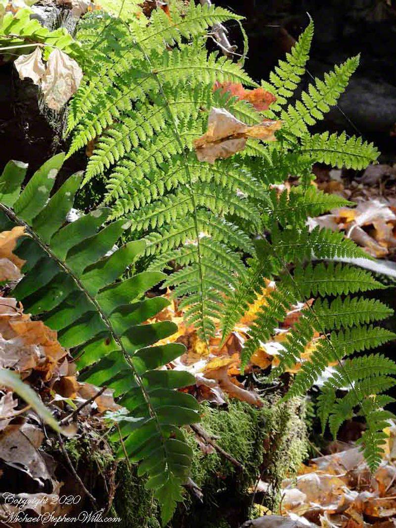 The Rain-Dancing Fern (Woodsia obtusa)
