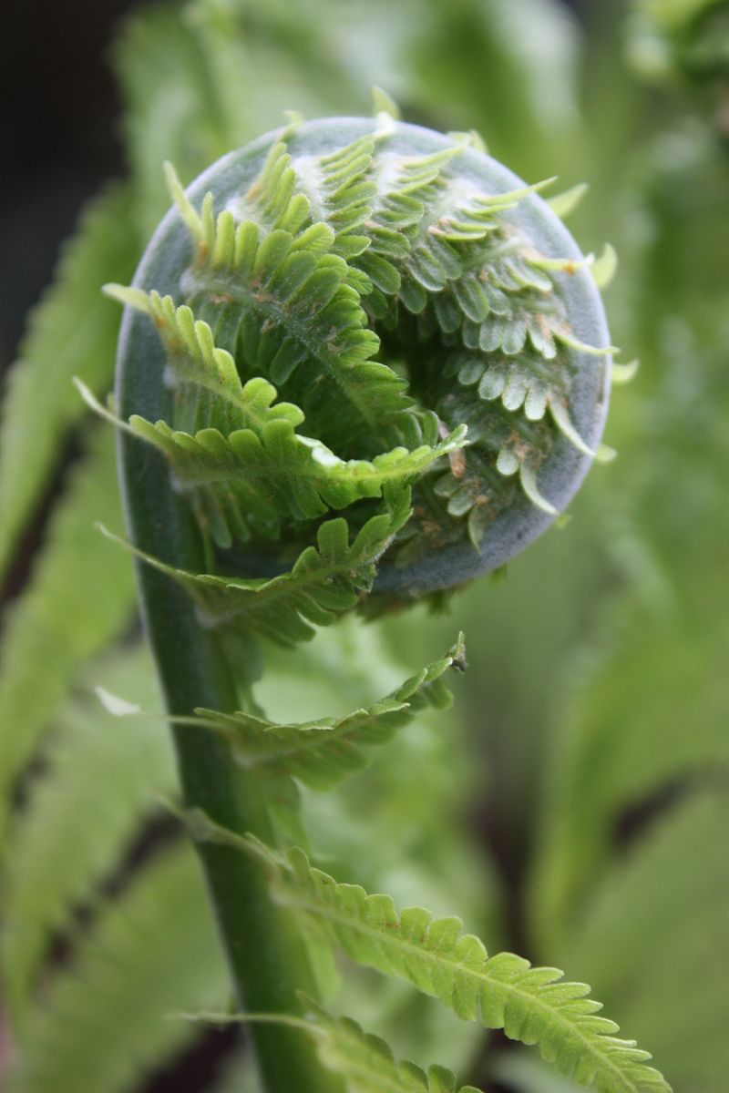 The Fiddlehead Fern (Matteuccia struthiopteris)