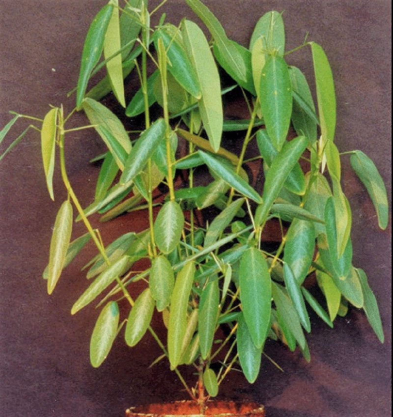 The Synchronized Dancing Grass (Desmodium gyrans)