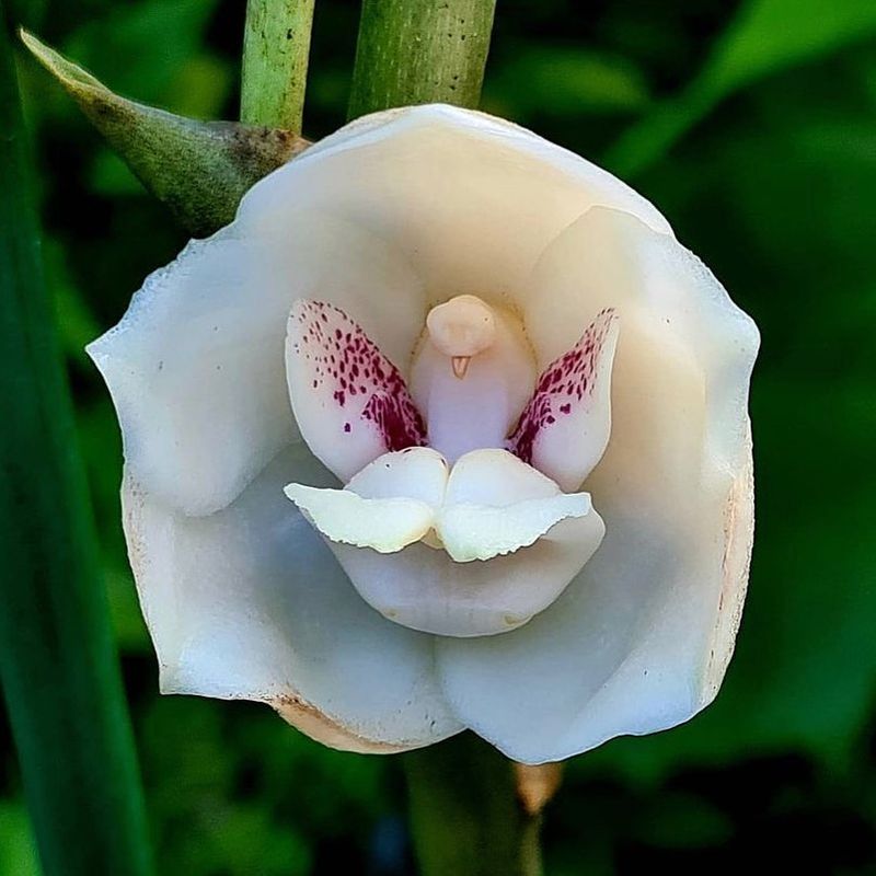 The Dove Orchid (Peristeria elata)