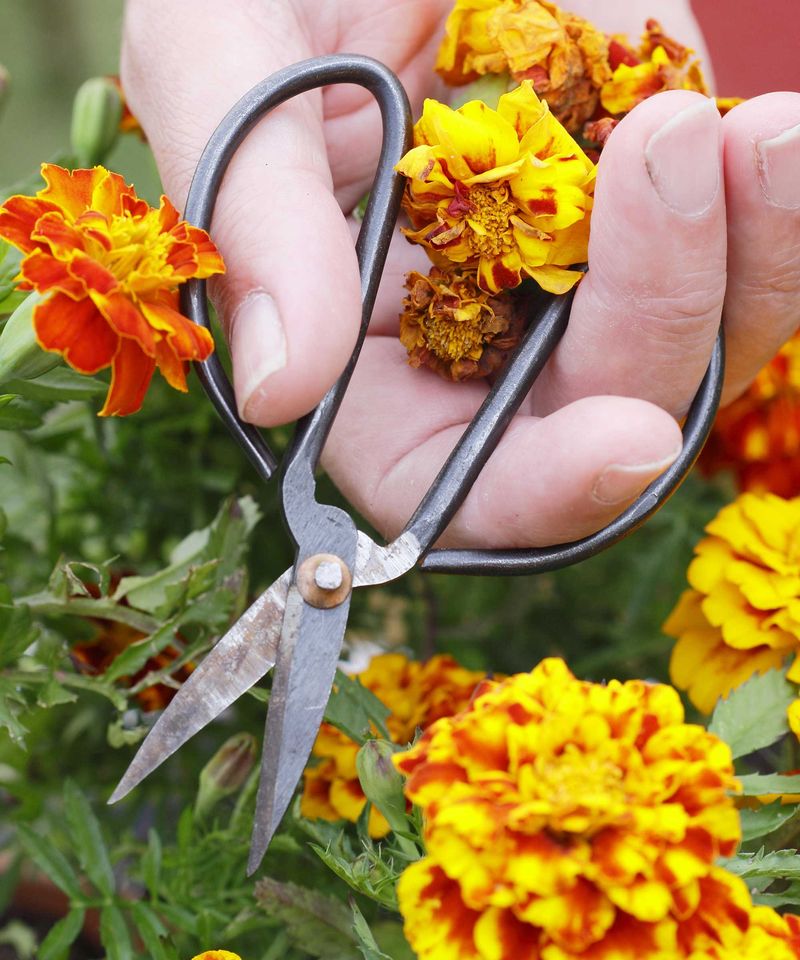 Pruning for Flower Size
