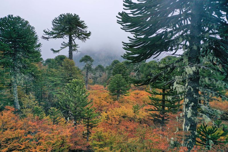 The Underworld Forest of Patagonia