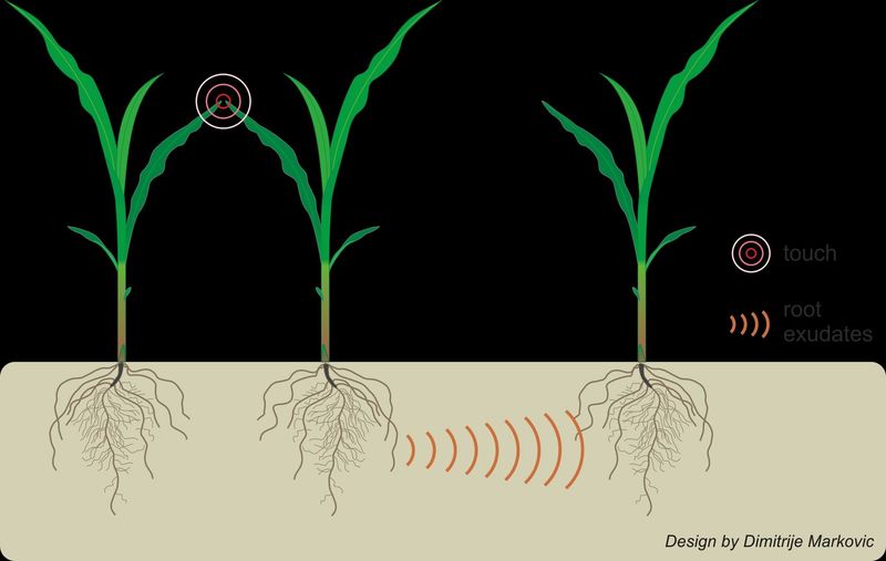 Roots Can Talk to Each Other Through Chemical Messages
