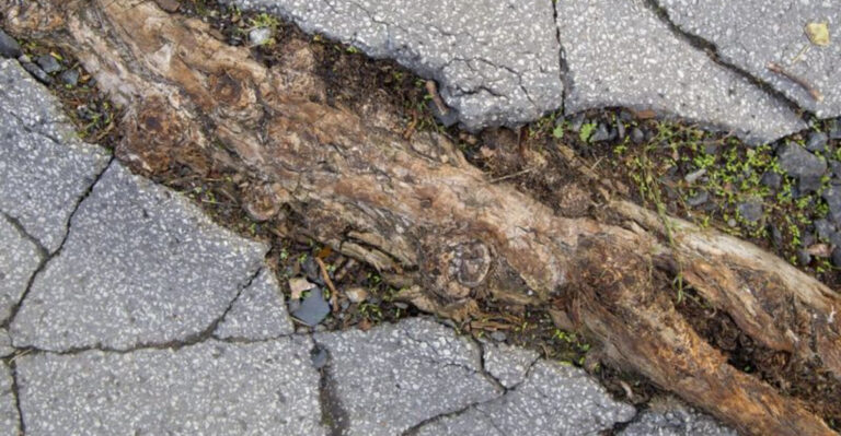 The Hidden Life of Roots: 10 Fascinating Facts from the Underground World