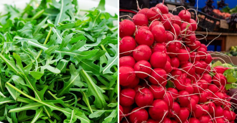 The Hidden Truth About 15 Fast Vegetables Nobody Talks About