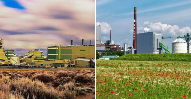 The Hidden Truth About 21 Baking Soda Plants Nobody Talks About