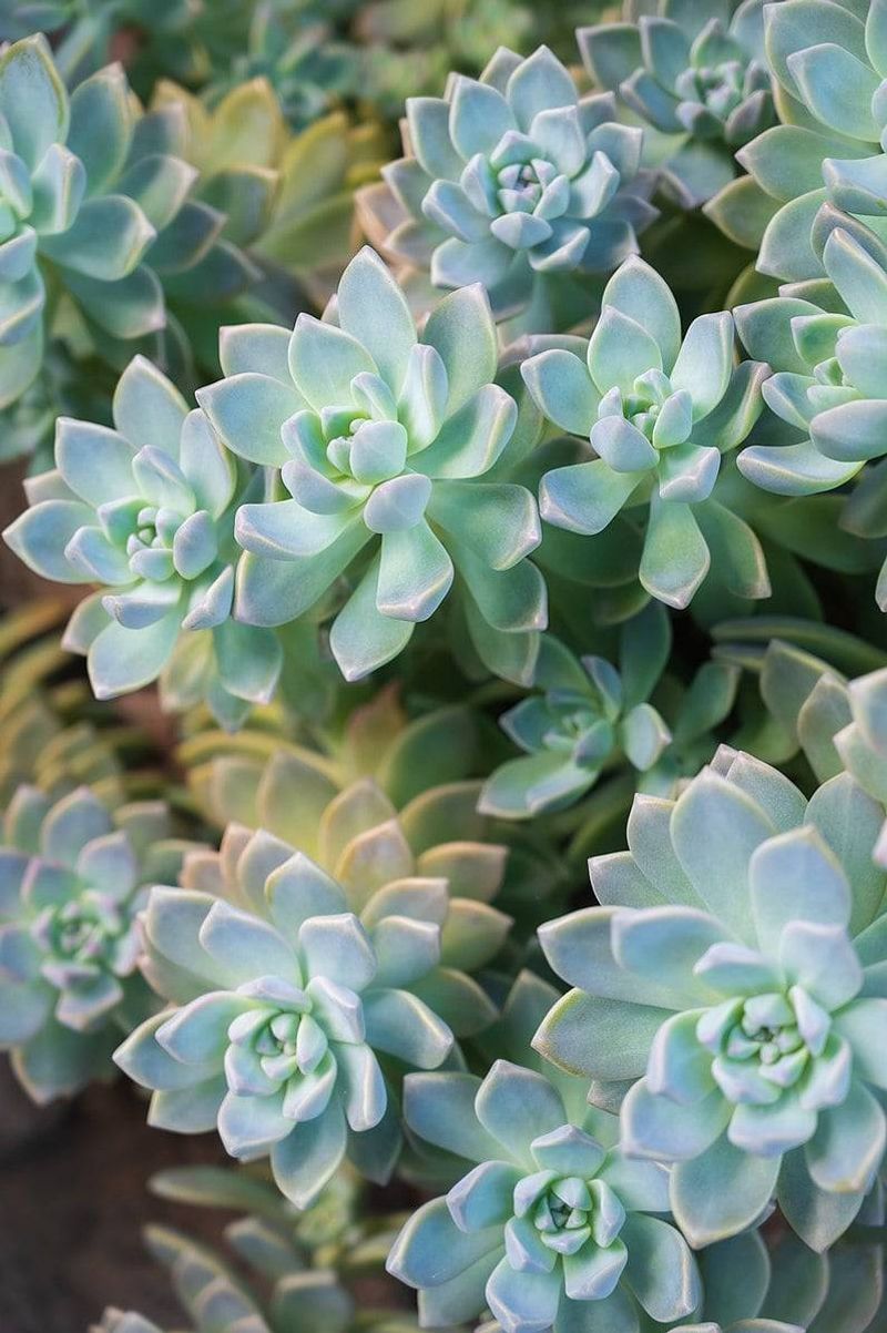Ghost Plant (Graptopetalum paraguayense)