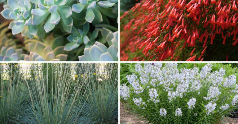The Hidden Truth About 27 Heat Resistant Plants Nobody Mentions