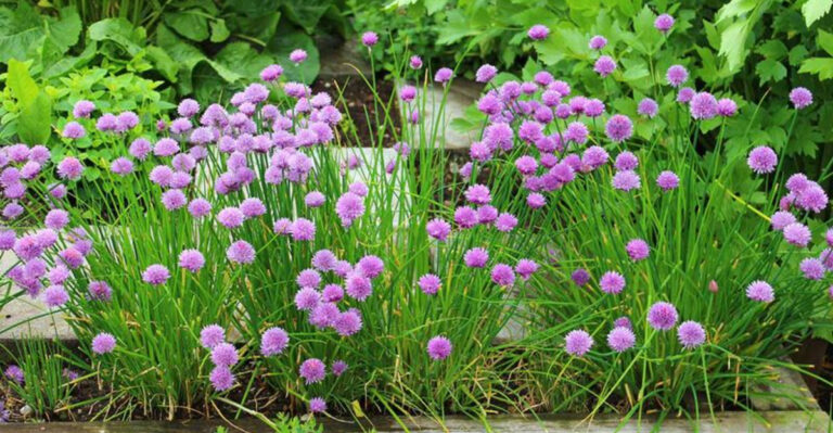 The Hidden Truth About Chive Borders Nobody Talks About