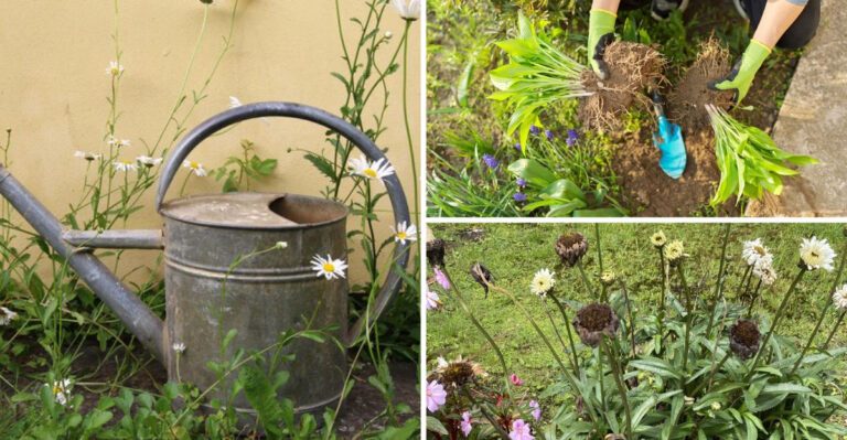The Hidden Truth About Growing Shasta Daisies Nobody Talks About