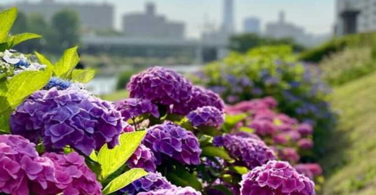 The Hidden Truth About These 16 Hydrangea Secrets Nobody Talks About