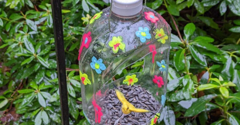 The Hidden Truth About These 21 Bird Feeder Secrets Nobody Talks About