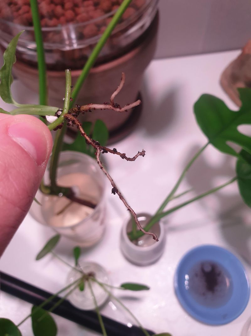 Hydrogen Peroxide for Root Rot