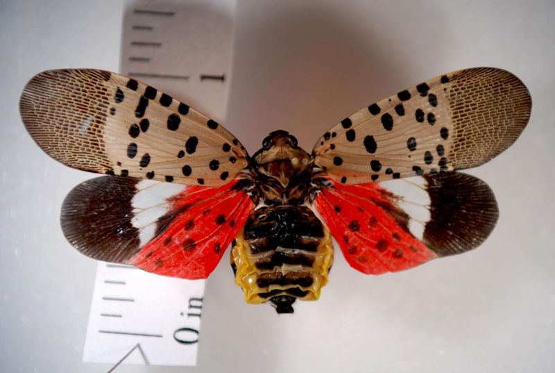 Understanding the Spotted Lanternfly