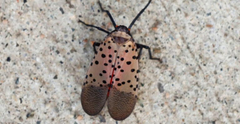 The Invasive Spotted Lanternfly Is Spreading Fast – Here’s How to Stop It Before Your Yard Gets Wrecked