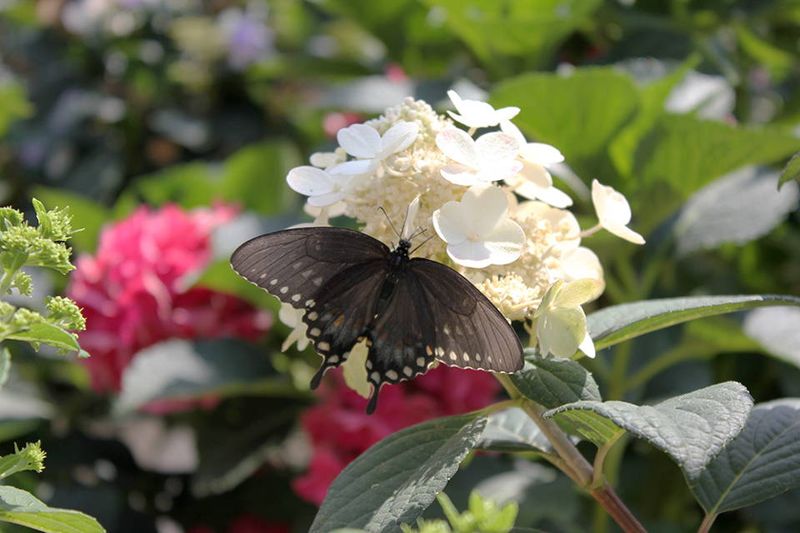 Hydrangeas and Wildlife