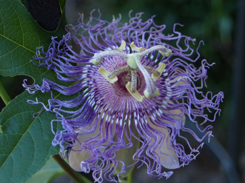 The Twisting Passionflower (Passiflora)