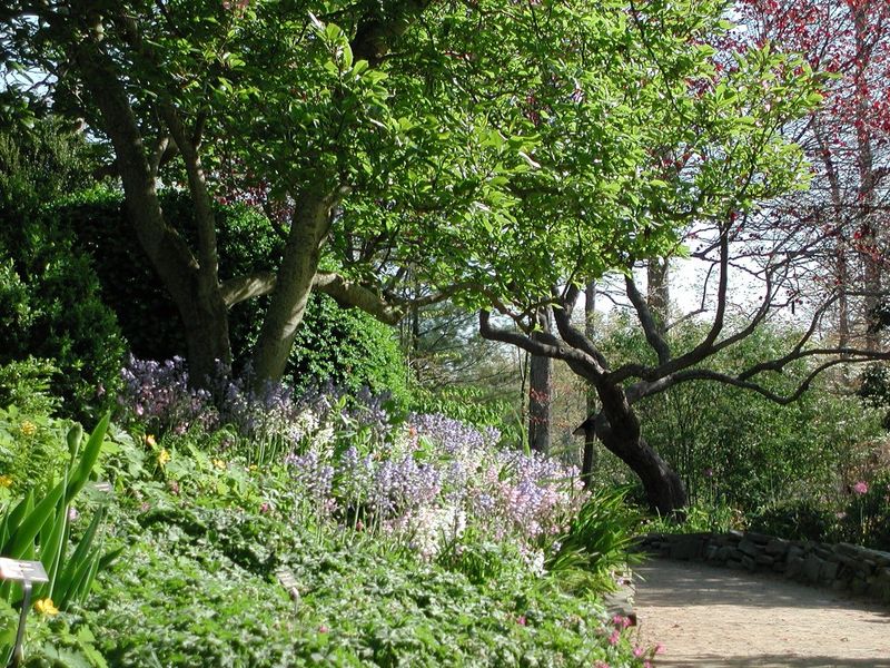 The Enchanted Woodland