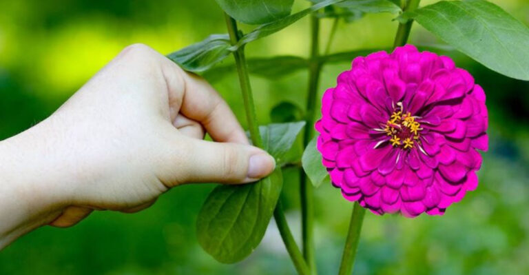 The Old-School Tricks That Keeps Your Zinnias Safe
