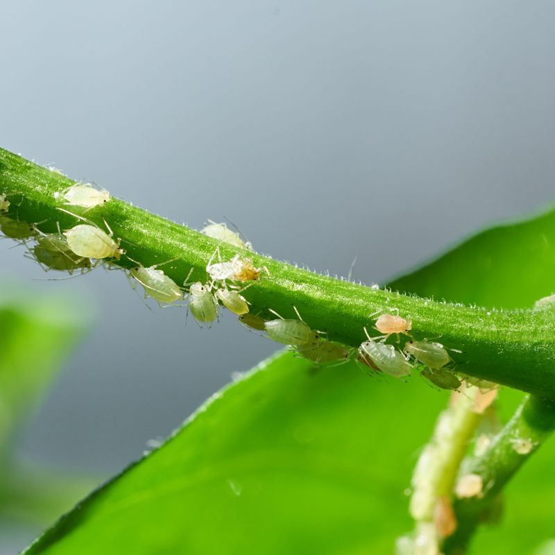 Toothpaste for Aphids