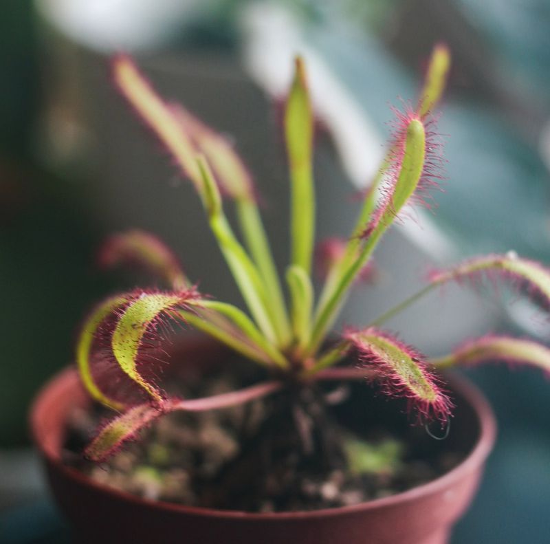 The Rotating Sundew (Drosera)