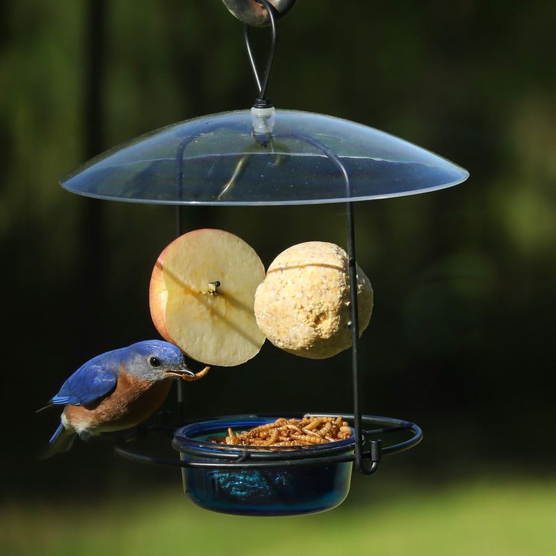 Creating a Bird Buffet
