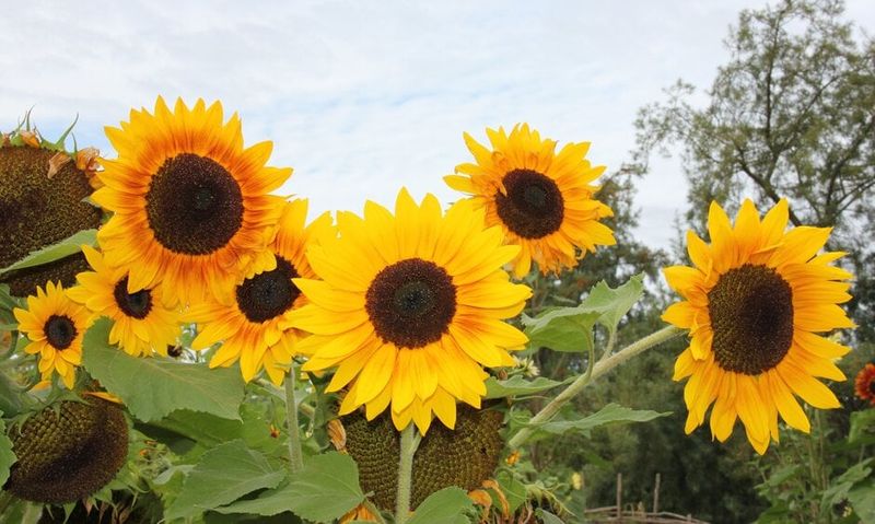 The Solar-Powered Sunflower (Helianthus annuus)