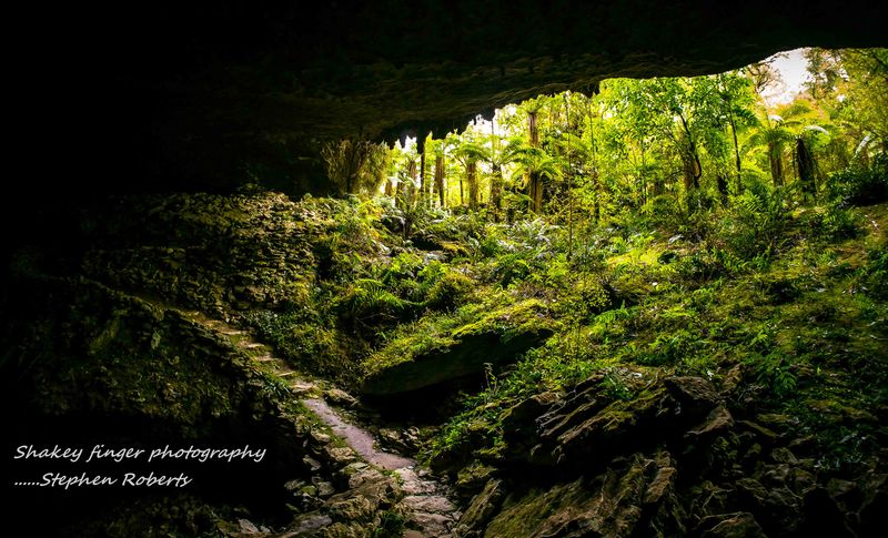 The Subterranean Forest of New Zealand