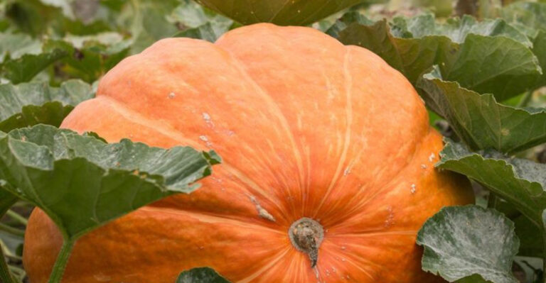 The Secret to Growing Giant Pumpkins (Like the Pros Do)