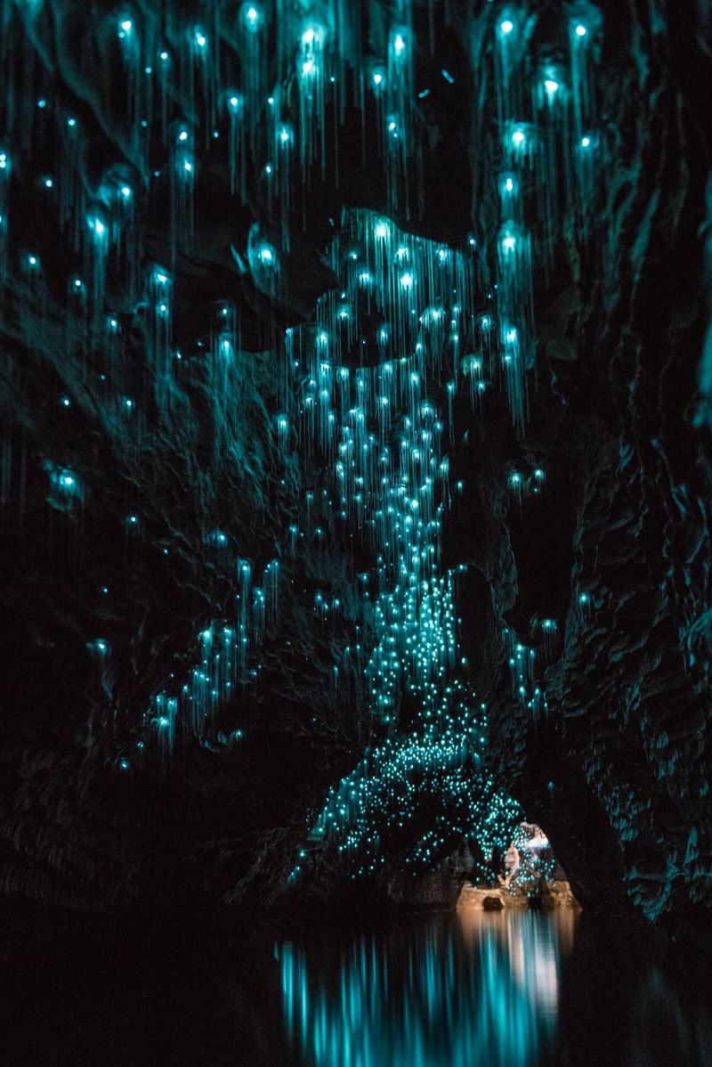 The Enchanted Forest of Waitomo