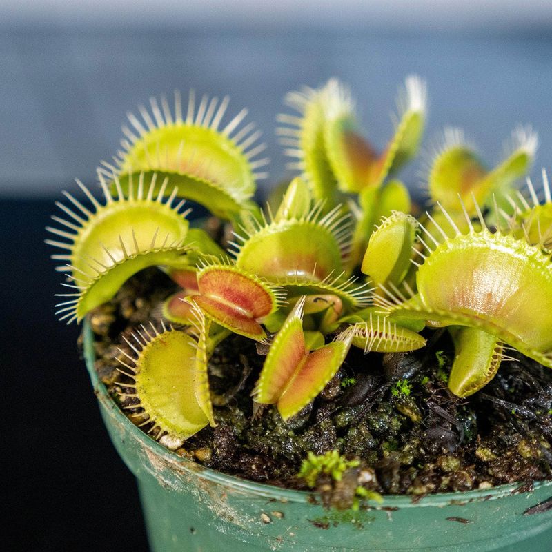 The Venus Flytrap (Dionaea muscipula)