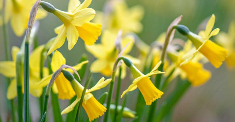 The Top 6 Deer-Resistant Plants That Actually Work in Upstate New York Gardens