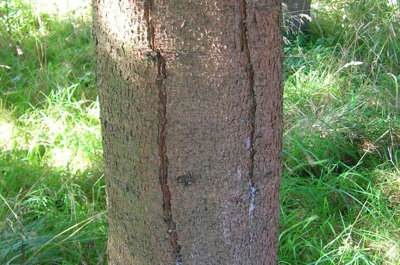 Cracks in the Trunk or Major Branches
