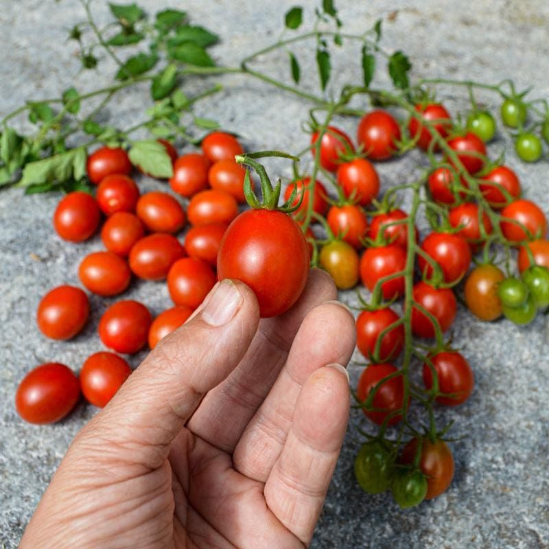 Hybrid Vegetable Seeds