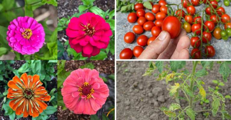 The Type Of Garden Seed You Shouldn’t Save And Why