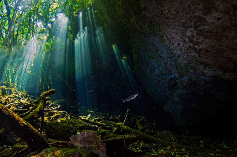 The Forest Beneath the Yucatán