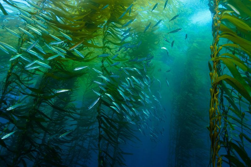 The Forest Beneath the Sea in California
