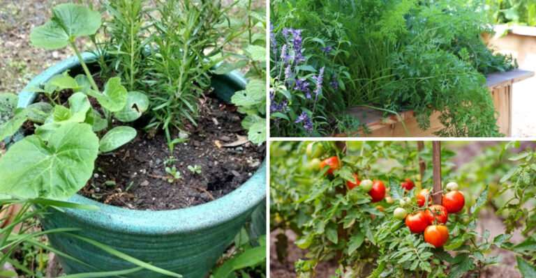 The Veggies That Grow Better With Rosemary Nearby