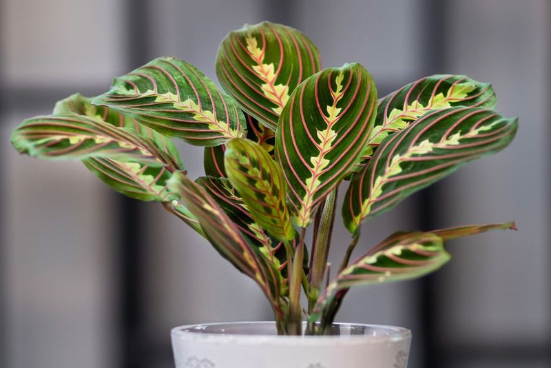 The Prayer Plant (Maranta leuconeura)