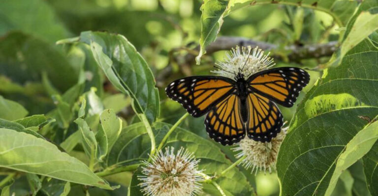 The Viceroy Butterfly: 11 Fascinating Facts Every Gardener Should Know
