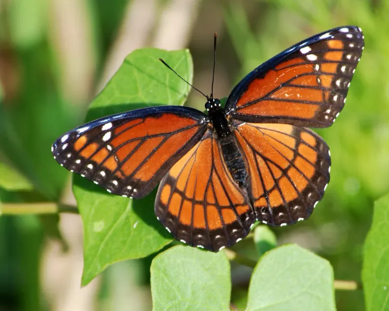 It Looks Just Like a Monarch - But It's Not!