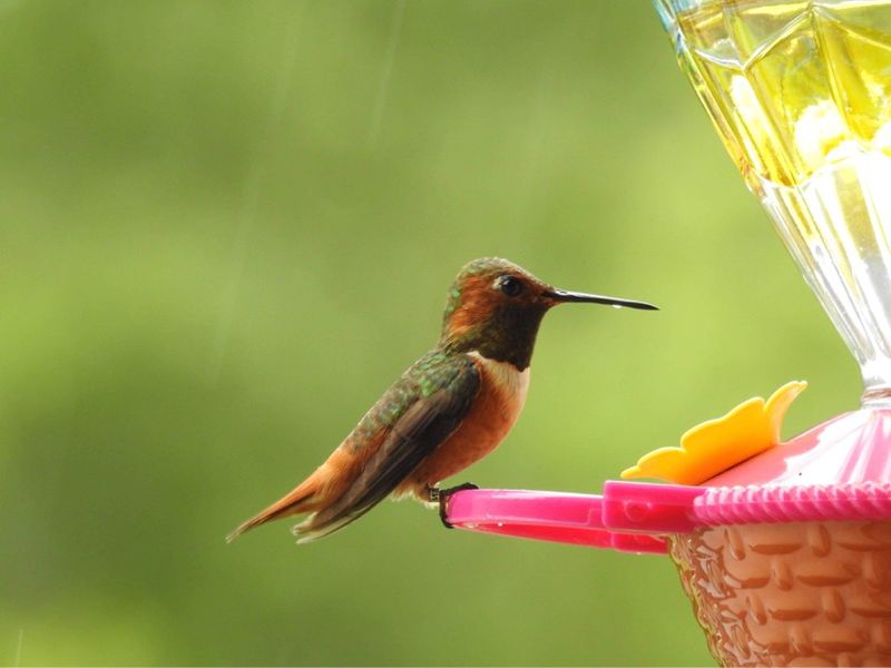 🧠 Hummingbirds Recognize Feeders—Even After Being Banding