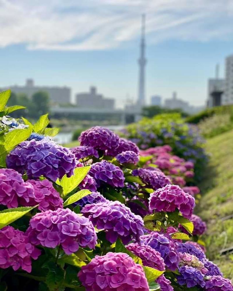 Symbolism Across Cultures