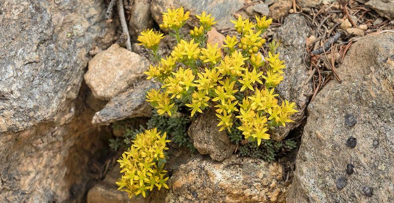 Sedum (Stonecrop)