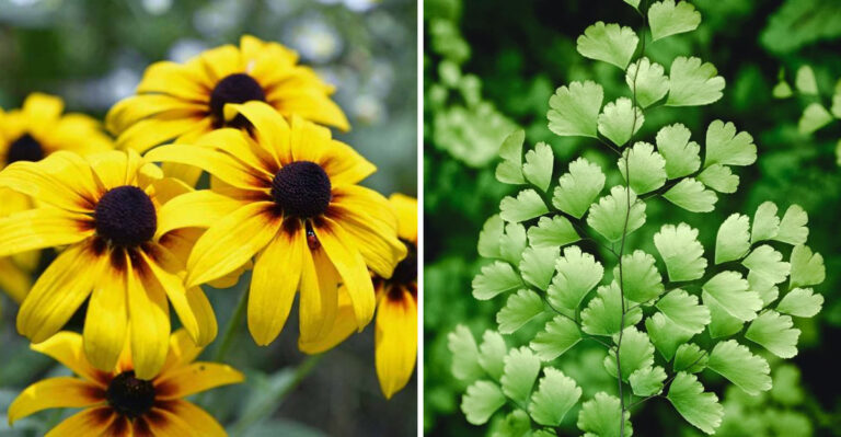 These 11 Perennials Thrive on Neglect – And 9 That Die From Too Much Love