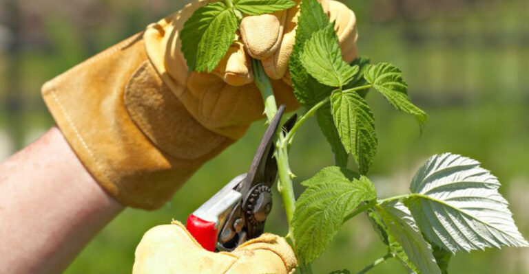These 11 Plants Need July Pruning or They’ll Die This Winter