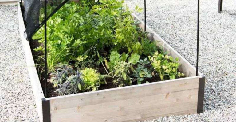 These 11 Summer Gardening Mistakes Kill Plants – Plus 7 Life-Saving Tips
