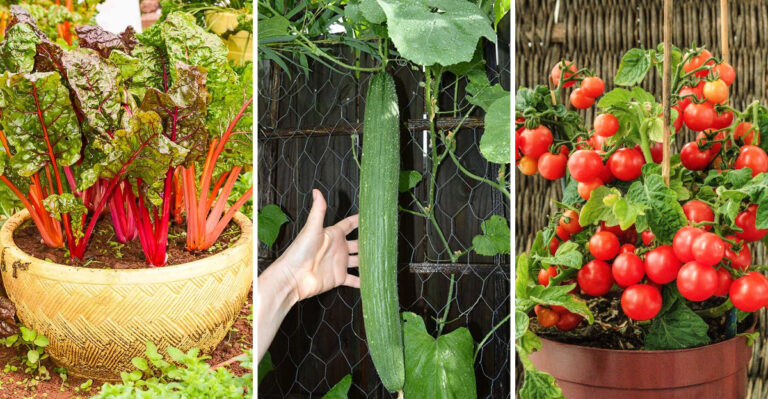 These 12 Container Vegetables Thrive in Summer Heat While Others Wilt